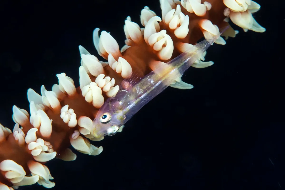 Gorgonian goby