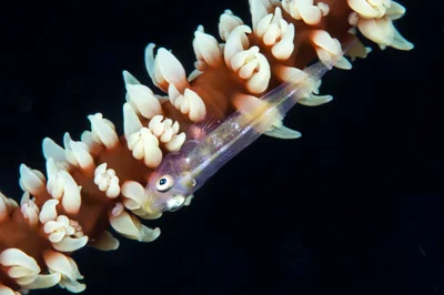 Gorgonian goby