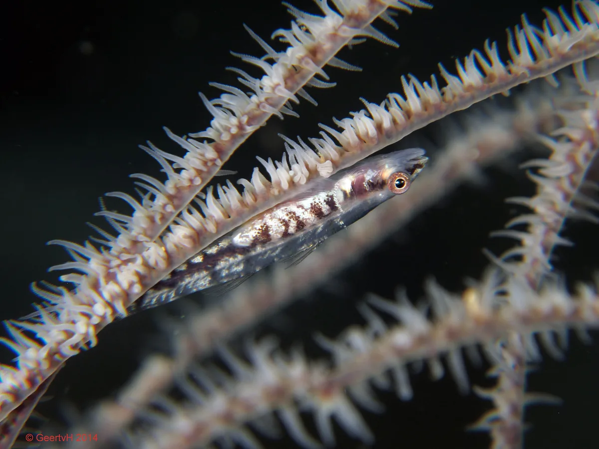 Puerto Galera 2014-087 - black coral goby (Bryaninops tigris)