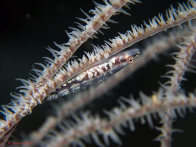 Puerto Galera 2014-087 - black coral goby (Bryaninops tigris)