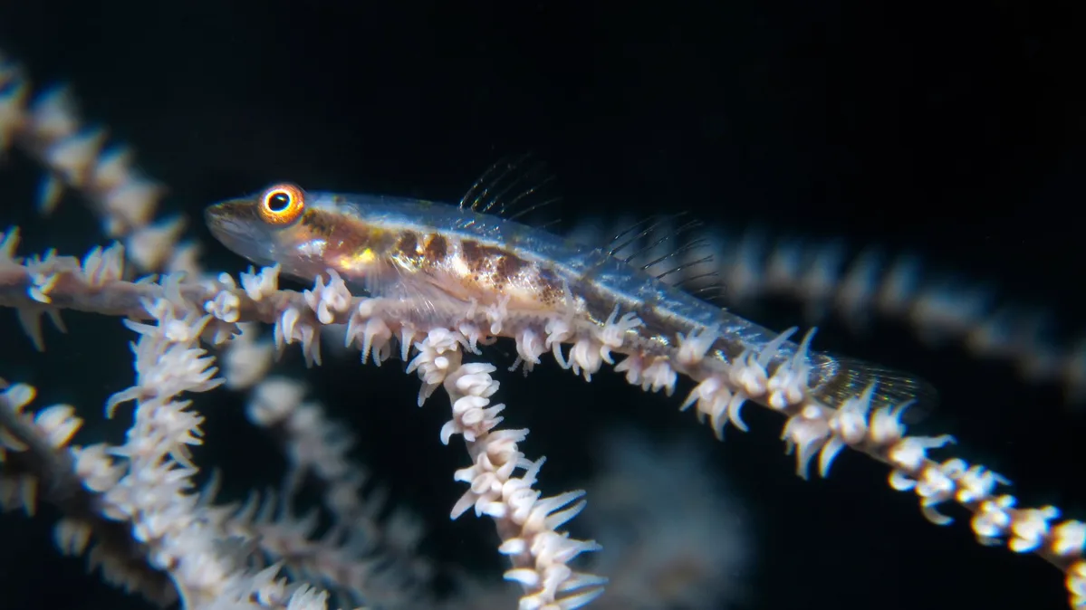 Black coral goby