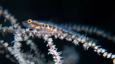 Black coral goby