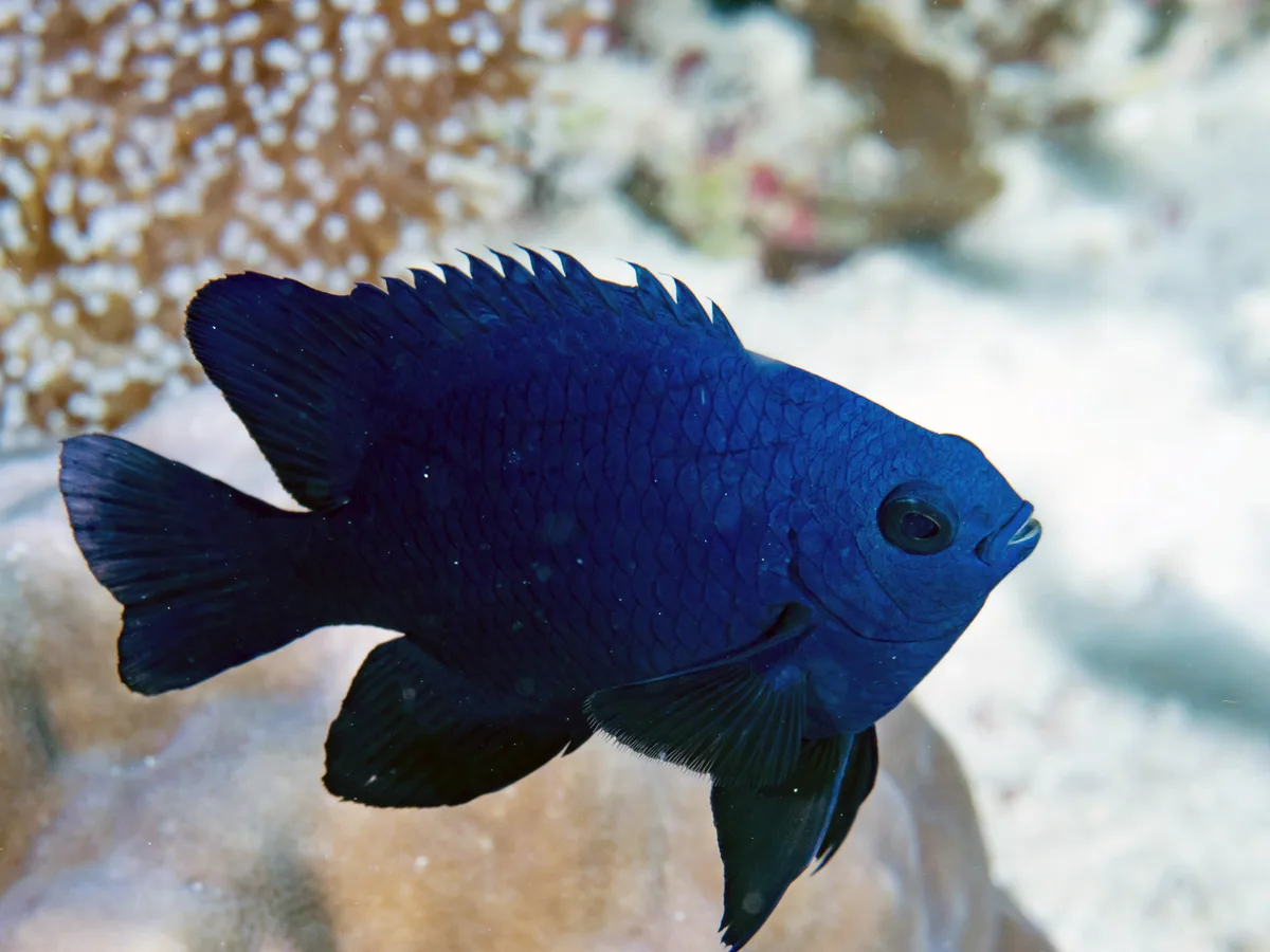 Black Damselfish
