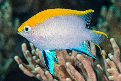 Black Damselfish - juvenile