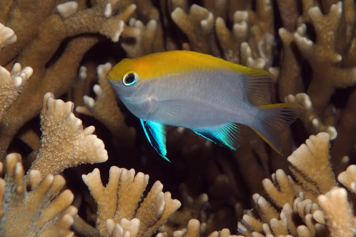 Bowtie Damselfish, Neoglyphidodon melas (Cuvier, 1830)