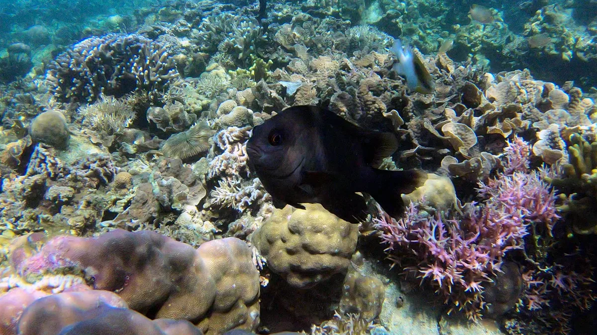 Damsel, Black