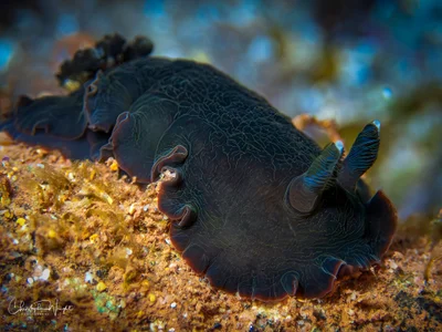Dendrodoris nigra - Warringah, AU-NS, AU