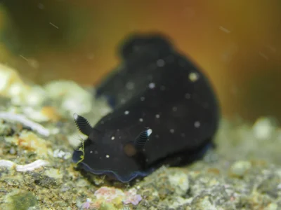 Dendrodoris nigra - Desa Wolwal, Wolwal, Kec. Alor Barat Daya, Kabupaten Alor, Nusa Tenggara Tim., Indonesia