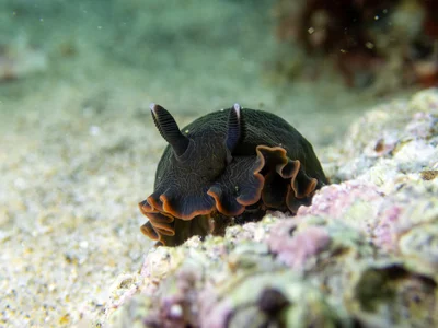 Dendrodoris nigra - Kaipara District, Northland Region, New Zealand