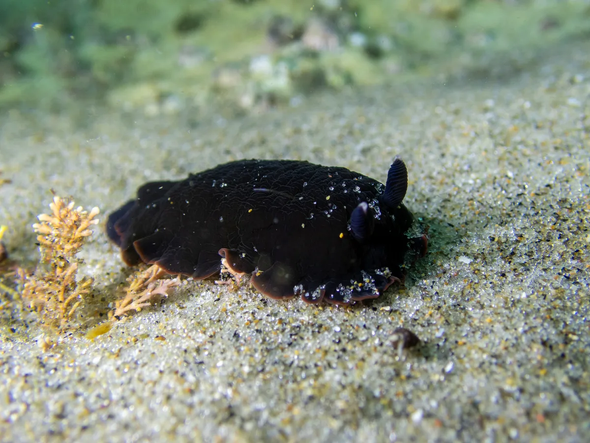 Dendrodoris nigra - Kaipara District, Northland Region, New Zealand