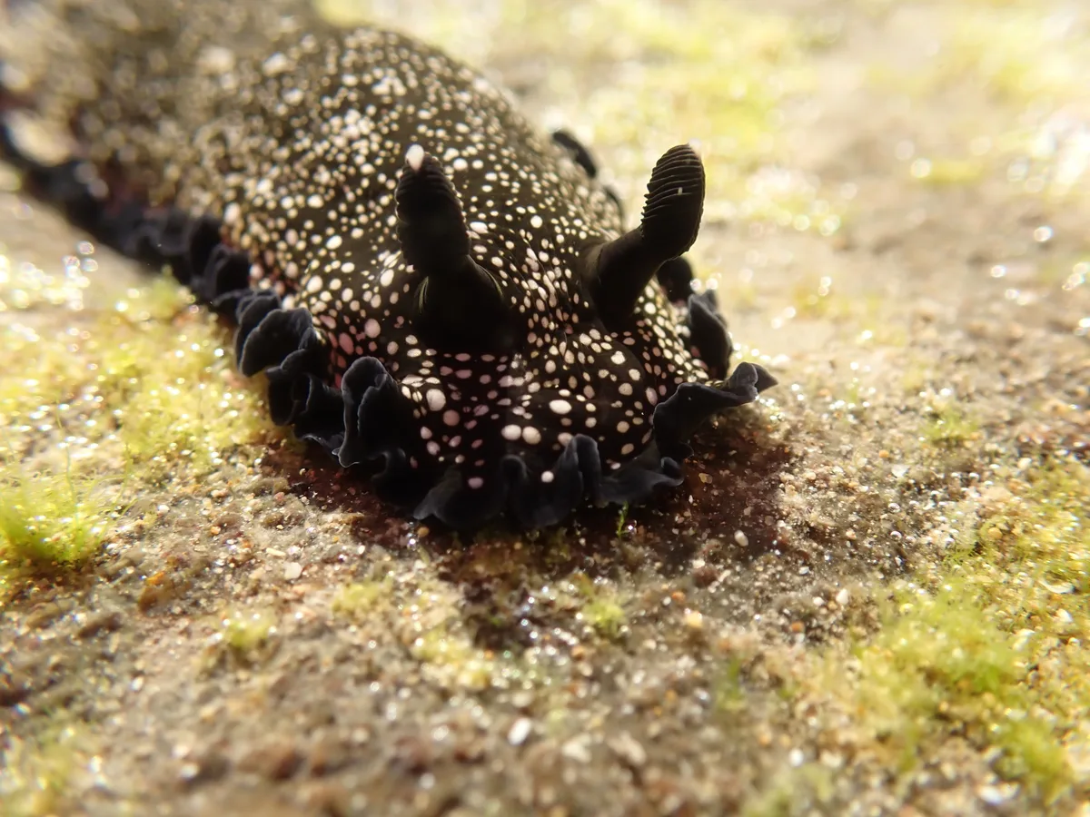 Dendrodoris nigra - New South Wales, AU