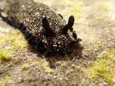 Dendrodoris nigra - New South Wales, AU