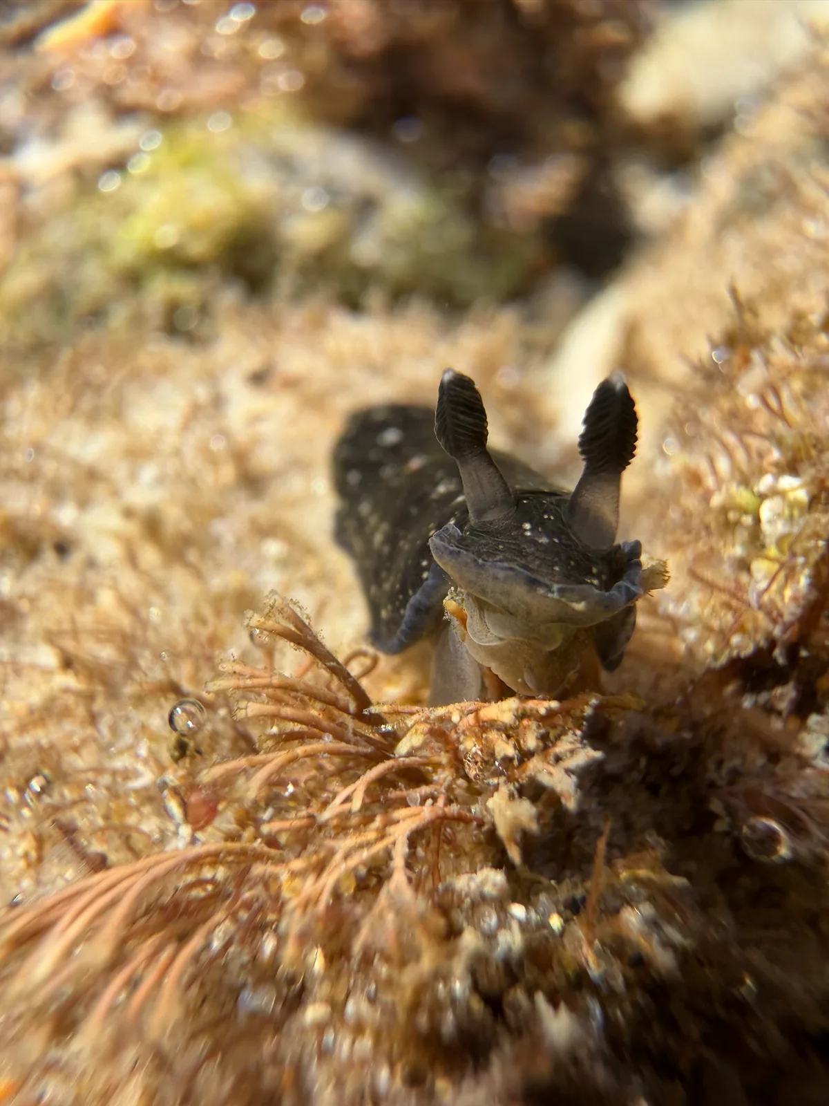 Dendrodoris nigra - Burleigh Heads, Gold Coast, AU