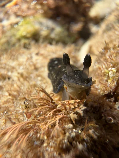 Dendrodoris nigra - Burleigh Heads, Gold Coast, AU