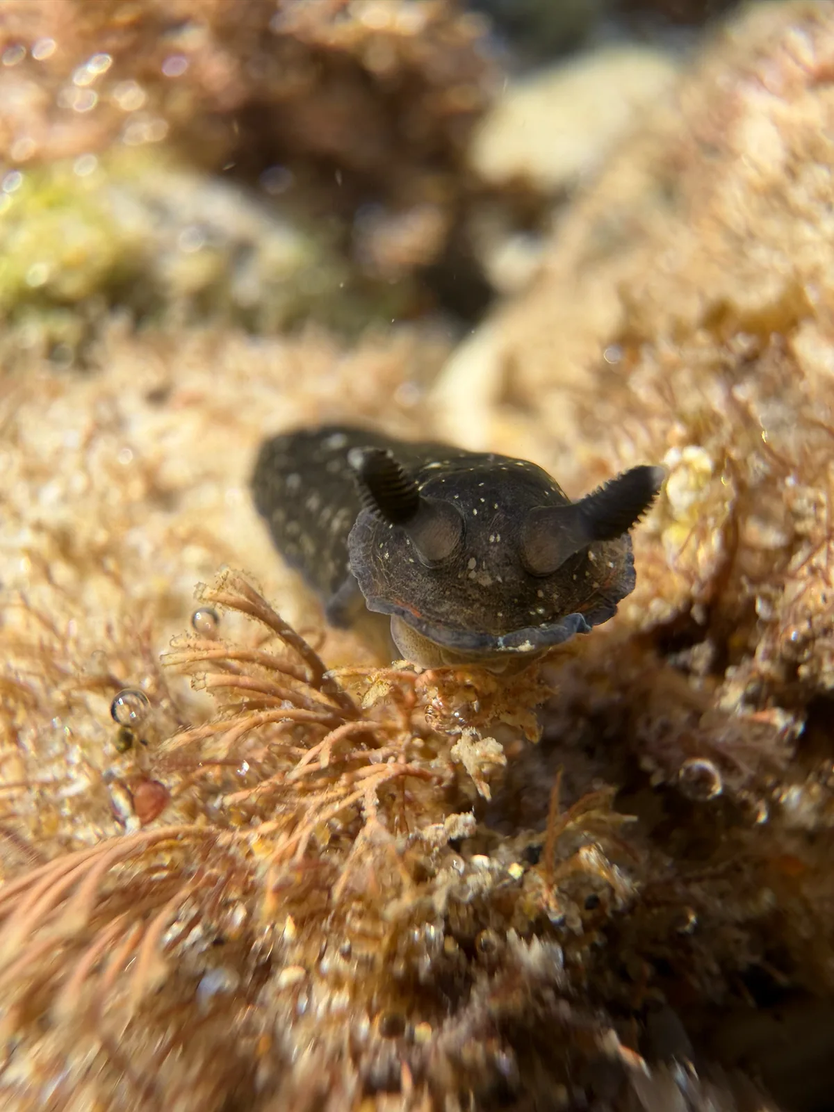 Dendrodoris nigra - Burleigh Heads, Gold Coast, AU