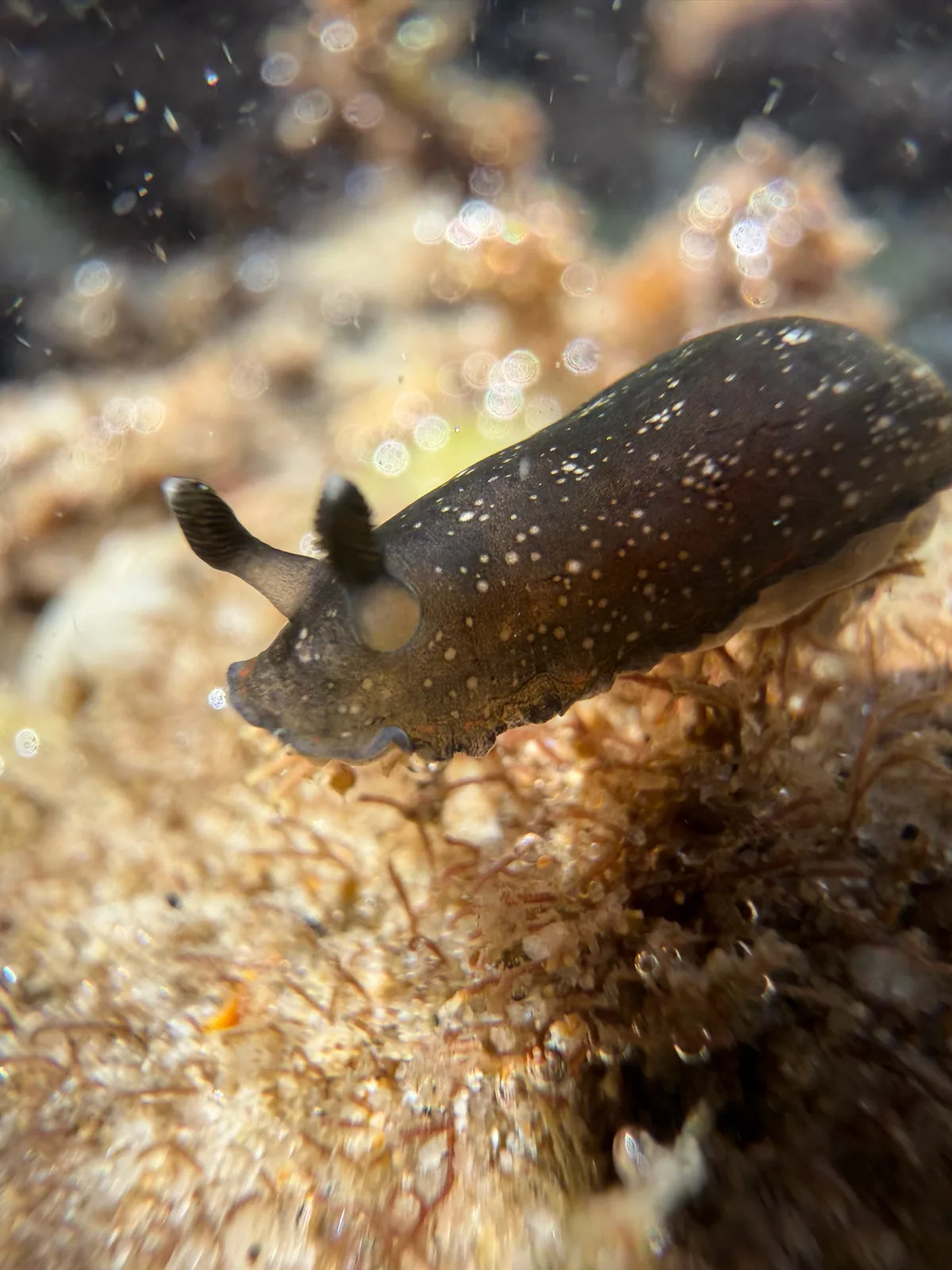 Dendrodoris nigra - Burleigh Heads, Gold Coast, AU