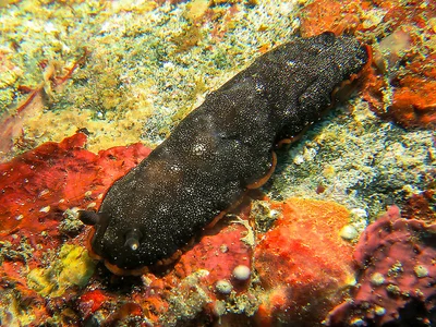 Dendrodoris nigra - Alotau District, Milne Bay Province, Papua New Guinea