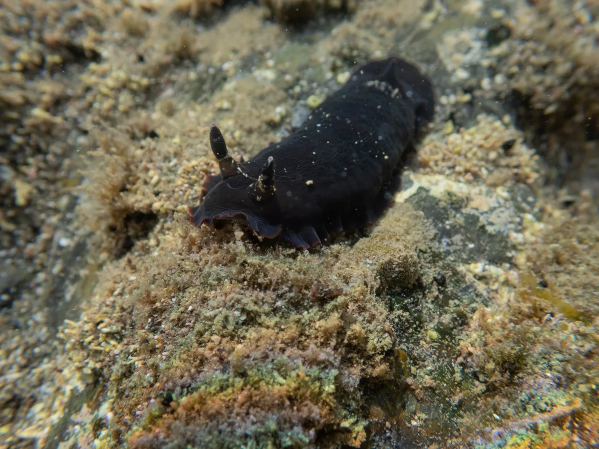 Dendrodoris nigra - Auckland, New Zealand