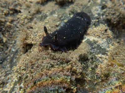 Dendrodoris nigra - Auckland, New Zealand