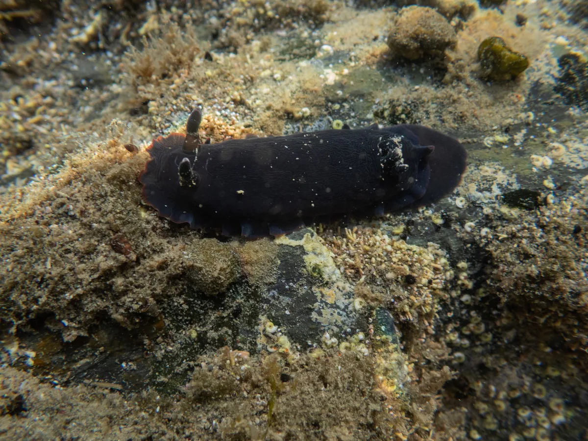 Dendrodoris nigra - Auckland, New Zealand
