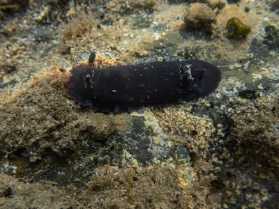 Dendrodoris nigra - Auckland, New Zealand