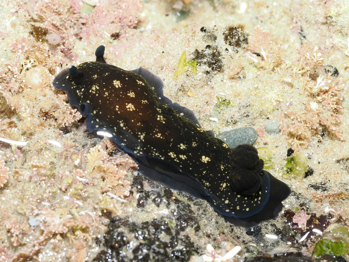 Dendrodoris nigra - Shelly Beach, Port Macquarie, New South Wales