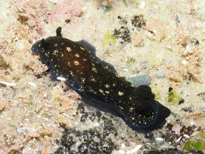 Dendrodoris nigra - Shelly Beach, Port Macquarie, New South Wales