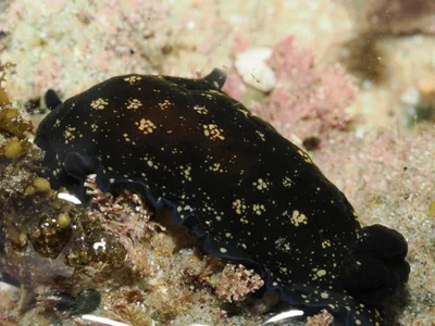 Dendrodoris nigra - Shelly Beach, Port Macquarie, New South Wales