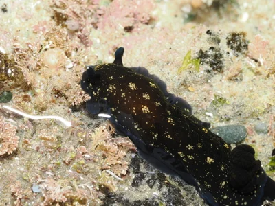 Dendrodoris nigra - Shelly Beach, Port Macquarie, New South Wales