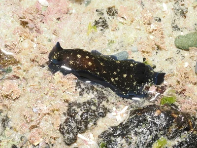 Dendrodoris nigra - Shelly Beach, Port Macquarie, New South Wales