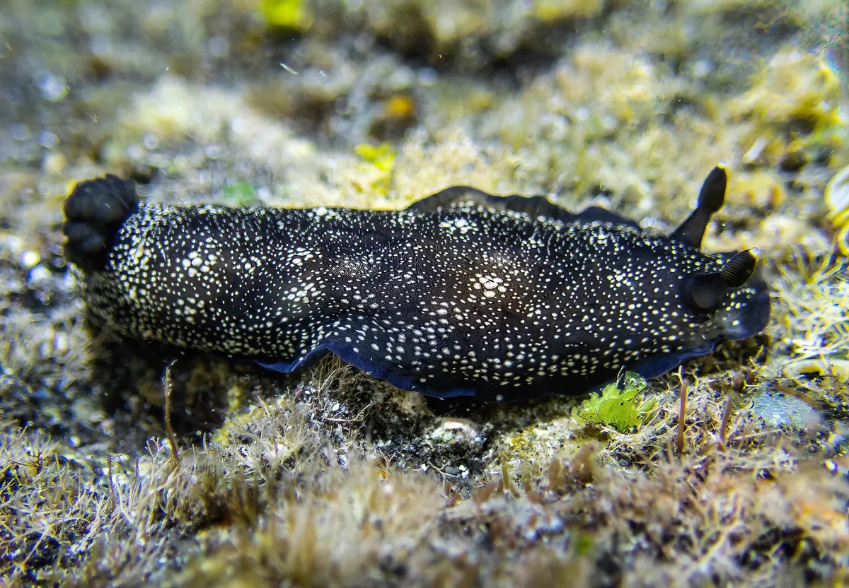 Dendrodoris nigra