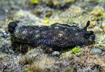 Dendrodoris nigra