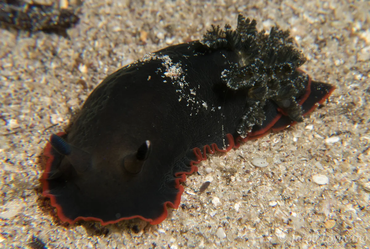 Dendrodoris nigra