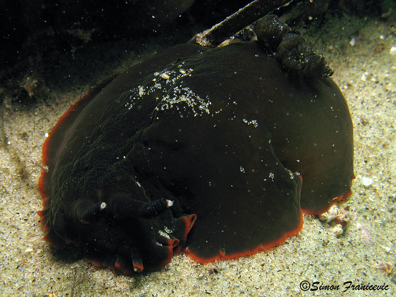 Dendrodoris nigra