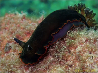 Nudibranch (Dendrodoris nigra)