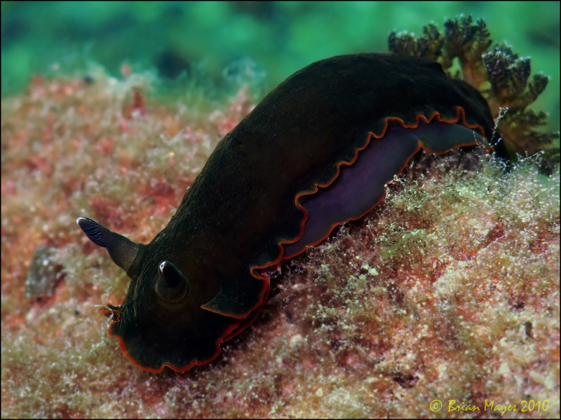 Nudibranch (Dendrodoris nigra)