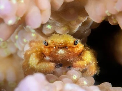 Cymo melanodactylus - Black-fingered Coral Clinger