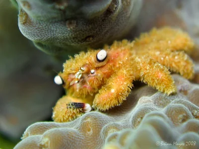 Furry Coral Crab (Cymo melanodactylus)