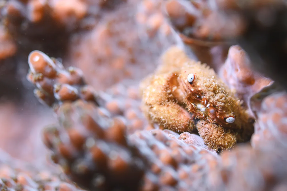 Coral Black-Fingered Crab