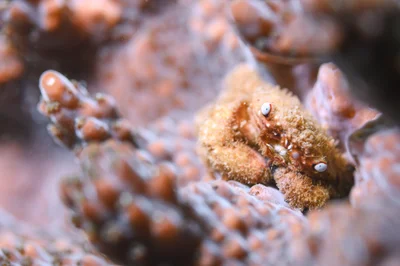 Coral Black-Fingered Crab