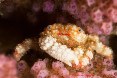 Cymo melanodactylus - crabs in Okinawa