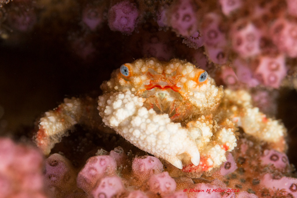 Cymo melanodactylus - crabs in Okinawa