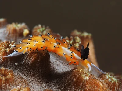 Favorinus tsuruganus