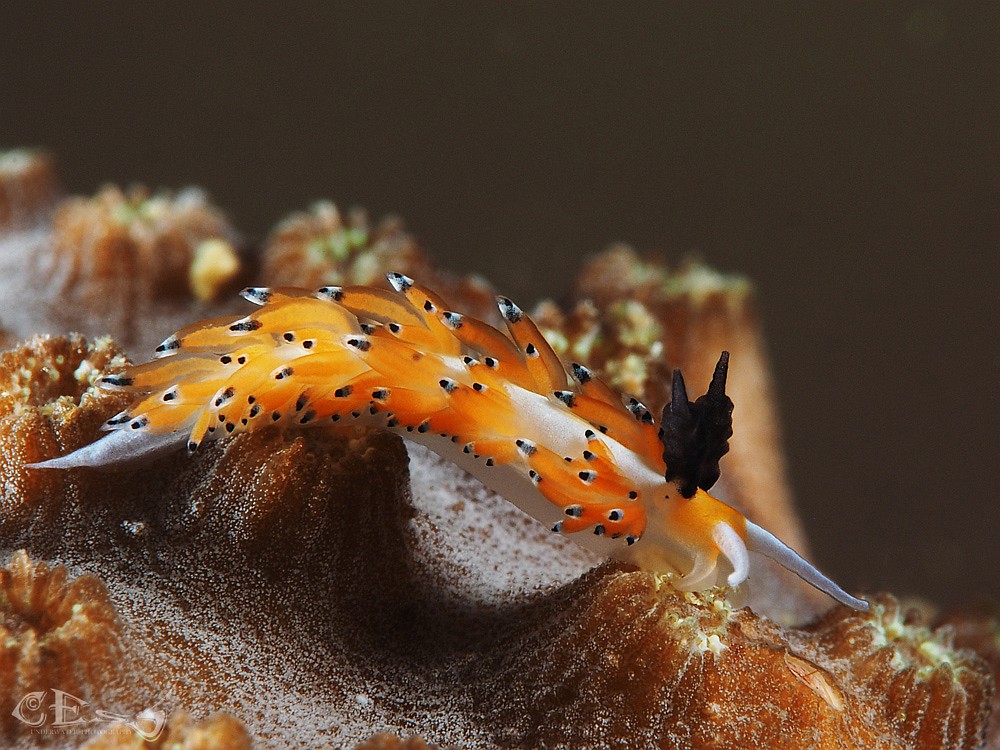 Favorinus tsuruganus