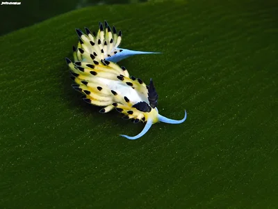 Favorinus tsuruganus