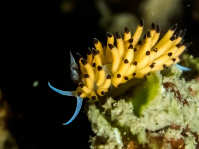Favorinus tsuruganus
