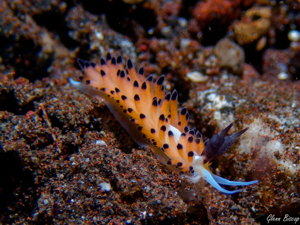 Favorinus tsuruganus