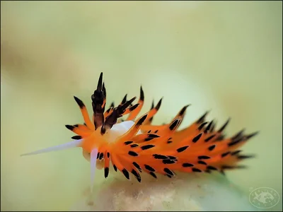 Nudibranch (Favorinus tsuruganus)