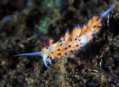 Favorinus tsuruganus