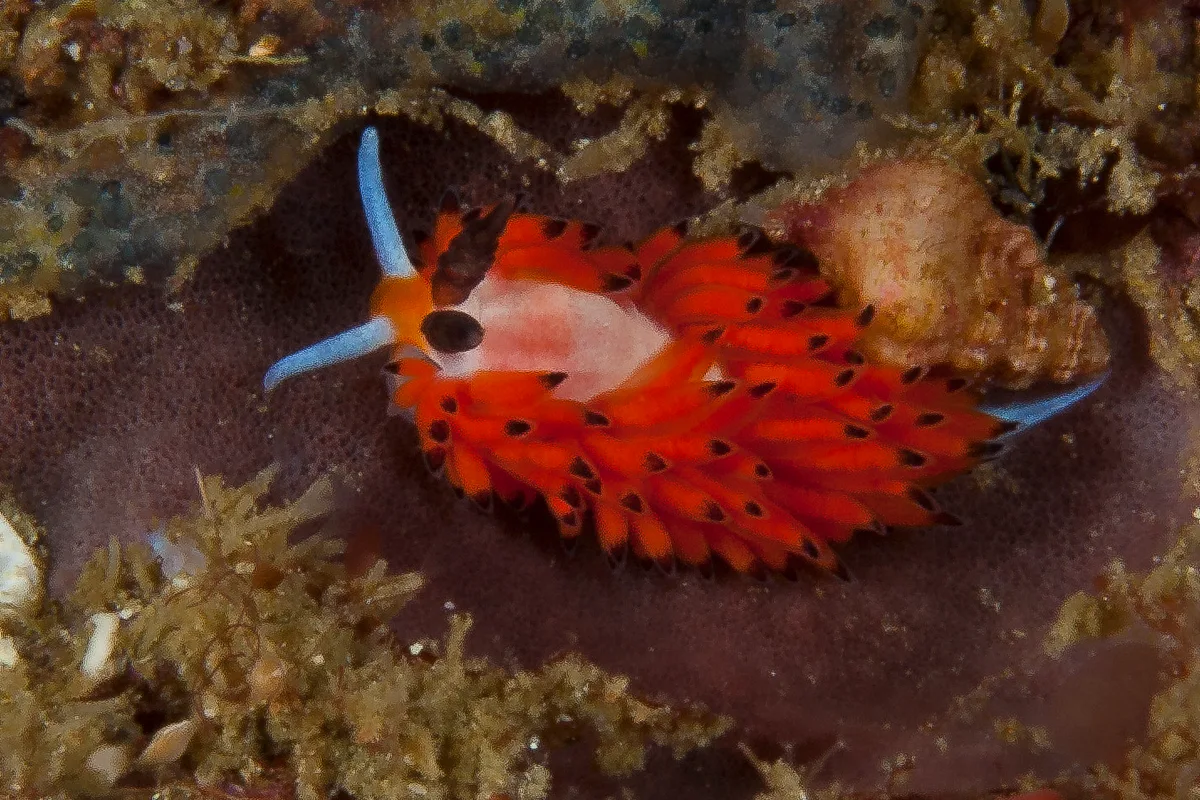 Favorinus tsuruganus
